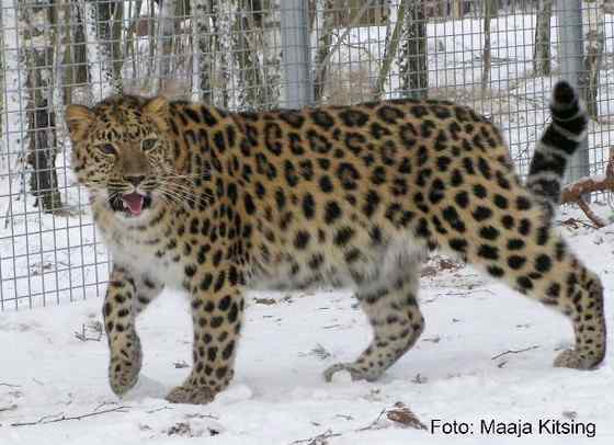 仅次于东北虎的大型猫科动物 远东豹 仅次于东北虎的大型猫科动物 远东豹