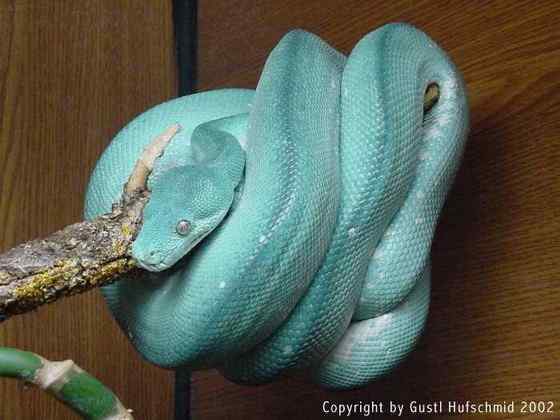 养蟒蛇当宠物 绿树蟒 养蟒蛇当宠物 绿树蟒