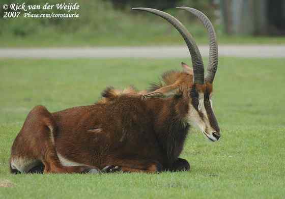 《封神演义》中闻太师的“墨麒麟” 貂羚 《封神演义》中闻太师的“墨麒麟” 貂羚