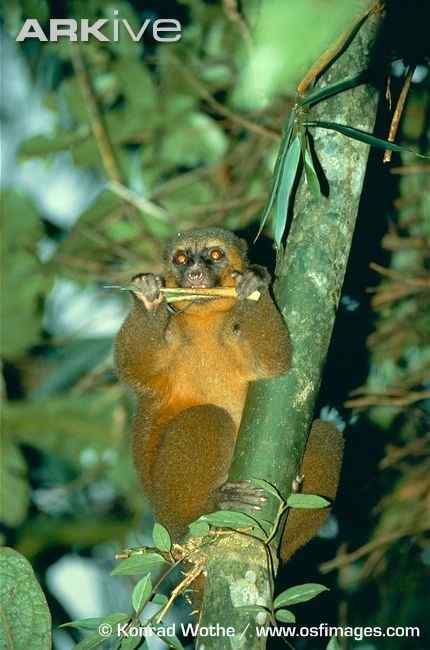 一生离不开竹子  马达加斯加 金竹驯狐猴