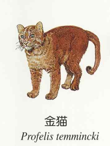 龙虎彪豹中的“彪”——亚洲金猫 龙虎彪豹中的“彪”——亚洲金猫