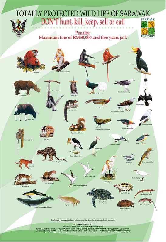 漂亮的猫科动物  石纹猫