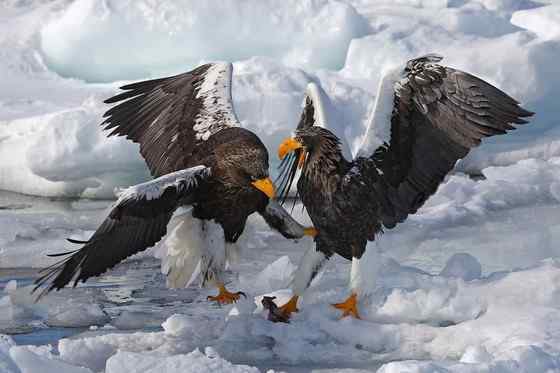 西伯利亚沿海的虎头海雕 Haliaeetus pelagicus