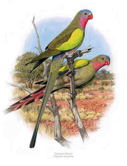 澳洲最娇柔的鹦鹉——公主鹦鹉 Polytelis alexandrae 澳洲最娇柔的鹦鹉——公主鹦鹉 Polytelis alexandrae