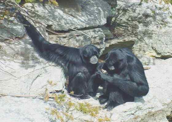 体型最大的长臂猿——马来亚长臂猿