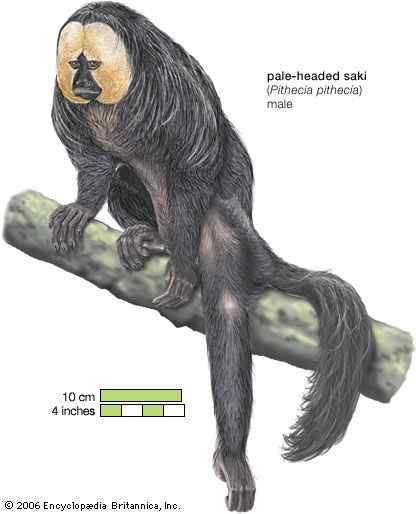 白脸僧面猴 White faced saki