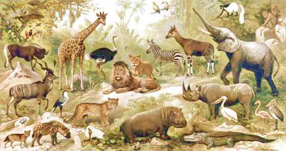 极度珍稀的霍加皮 长颈鹿的近亲 极度珍稀的霍加皮 长颈鹿的近亲