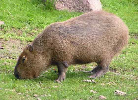 世界上最大的啮齿目动物——水豚 世界上最大的啮齿目动物——水豚