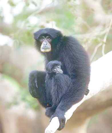 体型最大的长臂猿——马来亚长臂猿