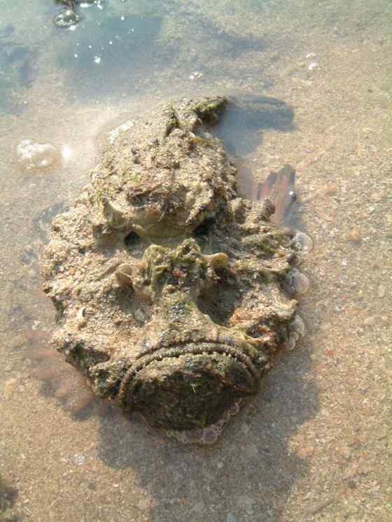 危险的鱼咬人  石鱼