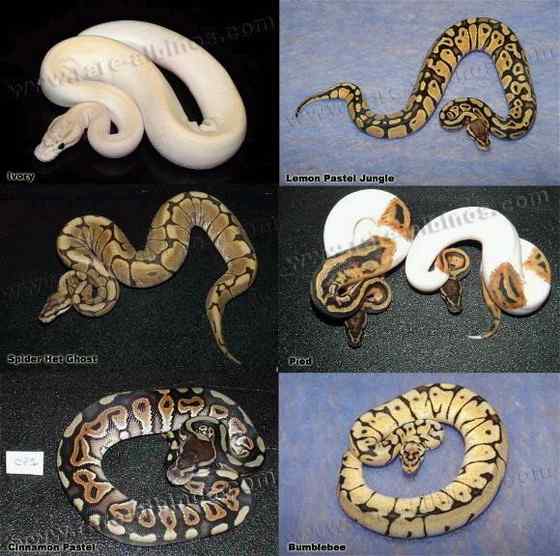 球蟒 受惊时会卷成球状的蟒蛇