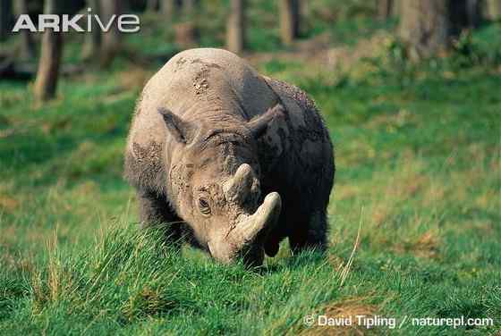 远古巨兽的直系后裔  亚洲犀牛 苏门答腊犀