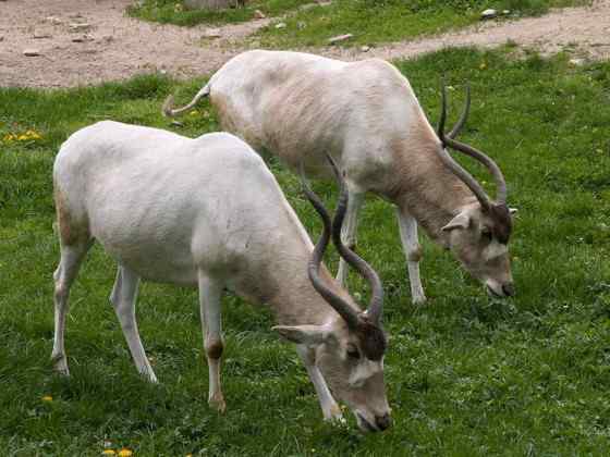 旋角羚 Addax nasomaculatus 旋角羚 Addax nasomaculatus