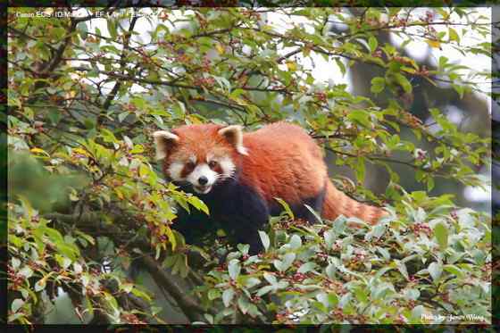 小熊猫又被叫做火狐(Fire fox)
