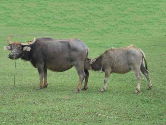 印度神话 亚洲水牛
