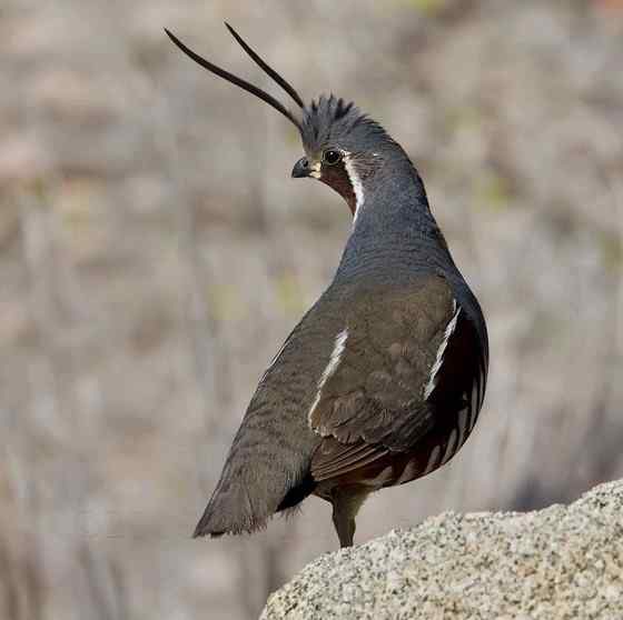 脸上插两把刀的美国本土鹌鹑  刀翎鹑