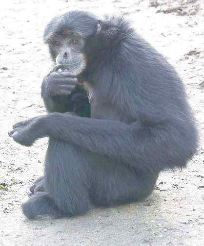 体型最大的长臂猿——马来亚长臂猿