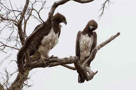 主宰非洲天空的猛禽  赞比亚的猛雕、军雕、战雕