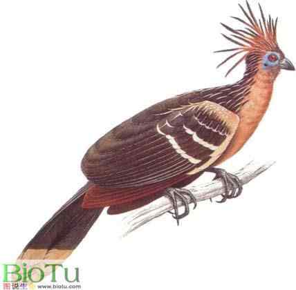 最原始的鸟类之一 圭亚那国鸟 麝雉 