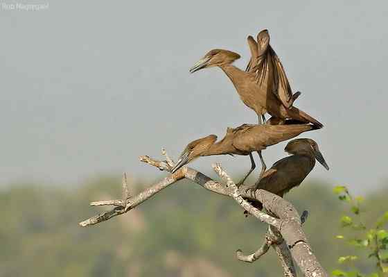预报气象的怪鸟  锤头鹳 闪电鸟