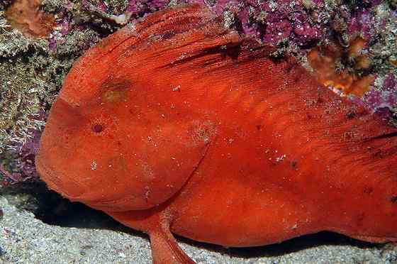 漂亮的罕见的“印第安鱼”  丑鲉