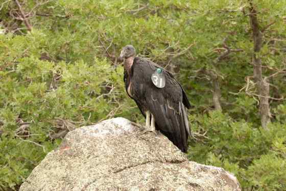 加利福尼亚神鹰 美国巨型猛禽 最少时只有8只