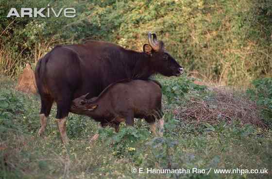 《西游记》中牛魔王的原型  白肢野牛