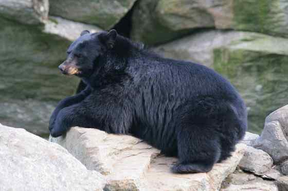 美洲数量最多、分布最为广泛的熊类  美洲黑熊