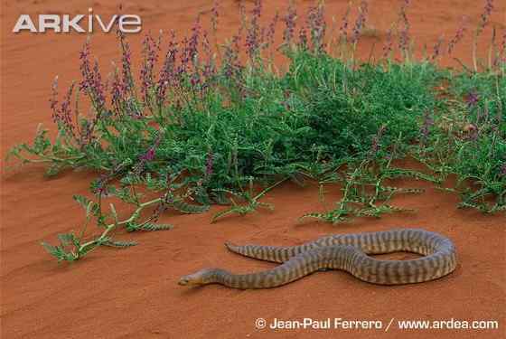沙漠中的蟒蛇——兰氏盾蟒 Aspidites ramsayi 沙漠中的蟒蛇——兰氏盾蟒 Aspidites ramsayi