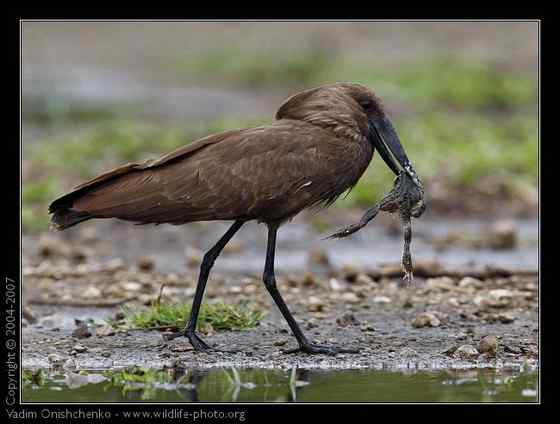 预报气象的怪鸟  锤头鹳 闪电鸟
