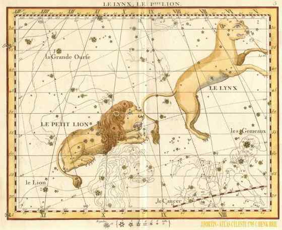 猫科动物  猞猁、羊猞猁、马猞猁