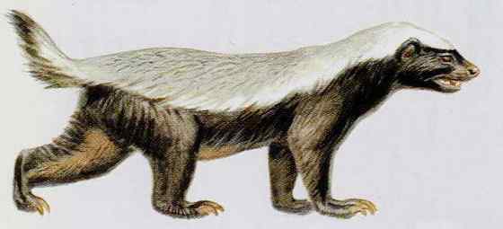 吃蜂蜜不要命的蜜獾