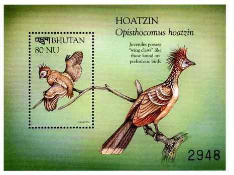 最原始的鸟类之一 圭亚那国鸟 麝雉 