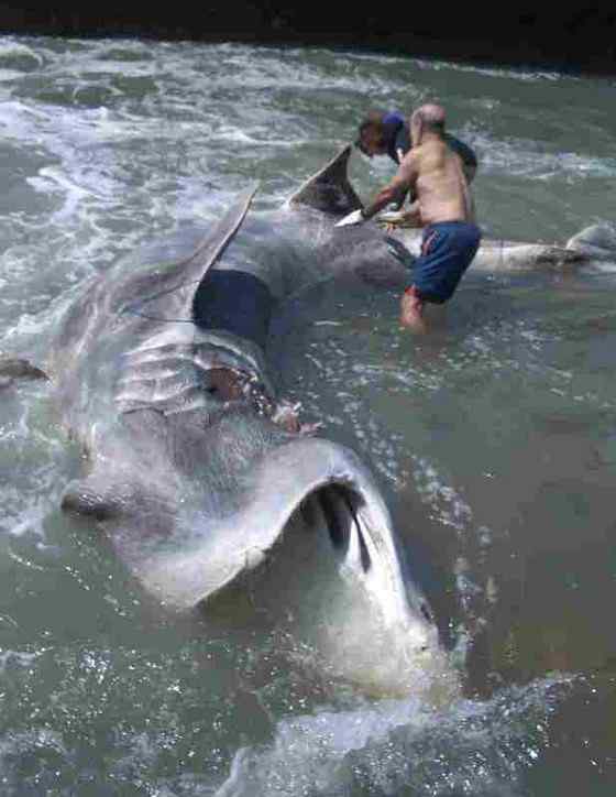 晒太阳的鲨鱼  姥鲨 Basking shark