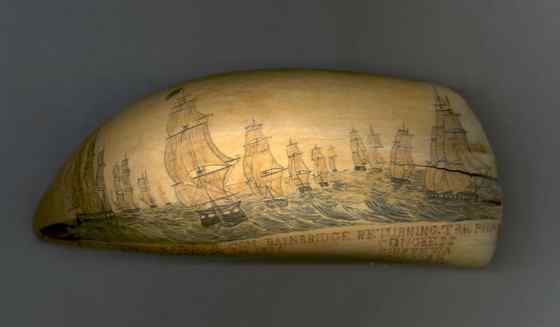 抹香鲸真的很香