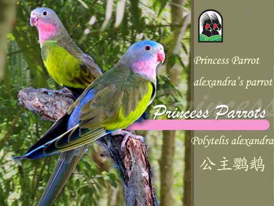 澳洲最娇柔的鹦鹉——公主鹦鹉 Polytelis alexandrae 澳洲最娇柔的鹦鹉——公主鹦鹉 Polytelis alexandrae