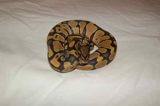 球蟒 受惊时会卷成球状的蟒蛇