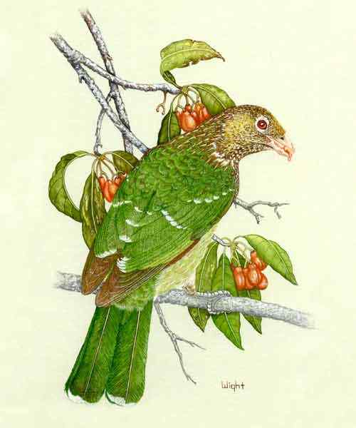 叫声像猫的园丁鸟  猫声鹊、绿猫鸟 Ailuroedus crassirostris