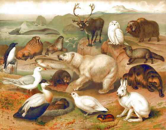 北冰洋中的独角兽 长“牙齿”的角鲸