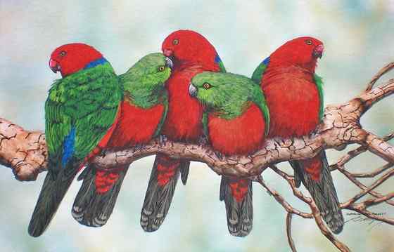 澳洲王鹦鹉 Alisterus scapularis 生性开朗 澳洲王鹦鹉 Alisterus scapularis 生性开朗