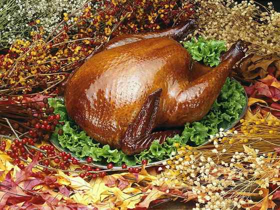 眼斑吐绶鸡 感恩节的故事