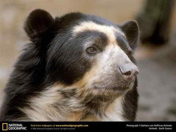 南美洲唯一的熊  眼镜熊(安第斯熊)