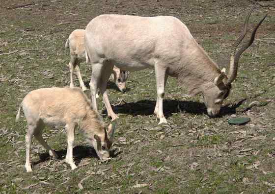 旋角羚 Addax nasomaculatus 旋角羚 Addax nasomaculatus
