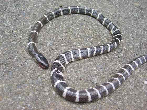 柳宗元的《捕蛇者说》的永州异蛇——银环蛇