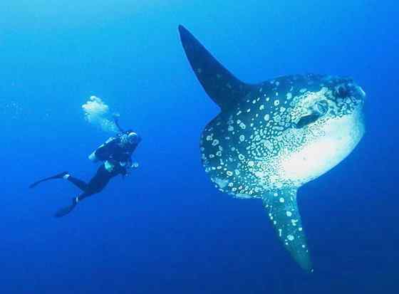 最大的硬骨鱼  巨大无比的头  翻车鱼