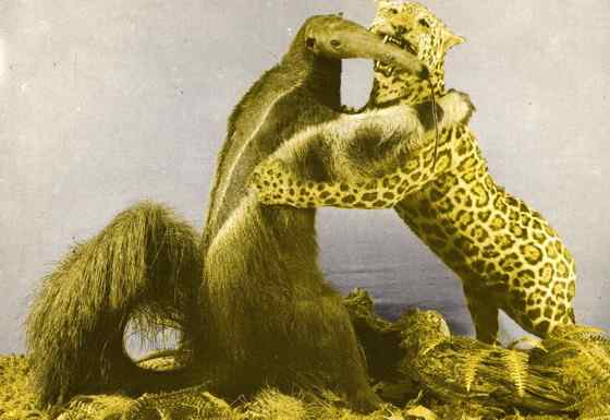 南美洲大食蚁兽