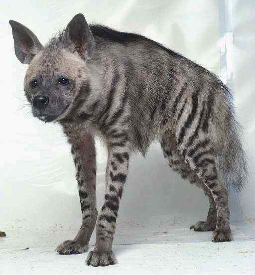 缟鬣狗 Hyaena hyaena 缟鬣狗 Hyaena hyaena