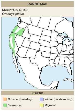 脸上插两把刀的美国本土鹌鹑  刀翎鹑