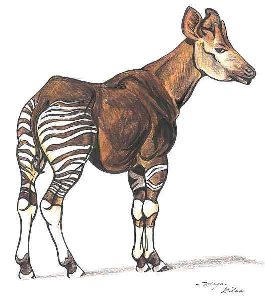 极度珍稀的霍加皮 长颈鹿的近亲 极度珍稀的霍加皮 长颈鹿的近亲