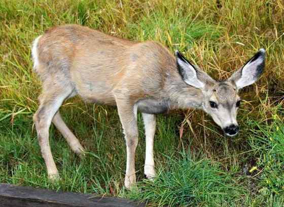 骡鹿 臀部都是白色 骡鹿 臀部都是白色